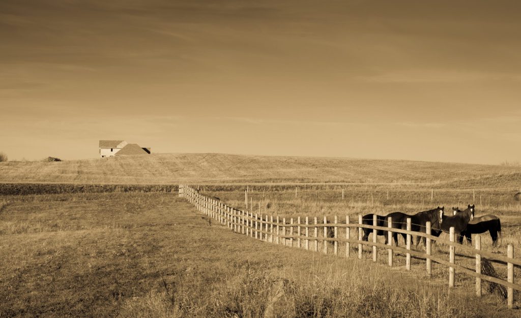 Horses and fence line beside Brylee Estates